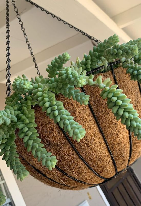 Burrow’s Tail (Sedum morganianum)