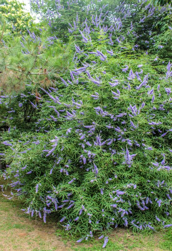 Chaste Tree (Vitex agnus-castus)