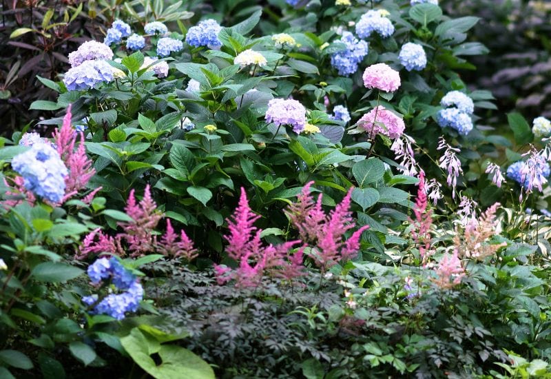 Chinese Astilbe growing with  Hydrangeas