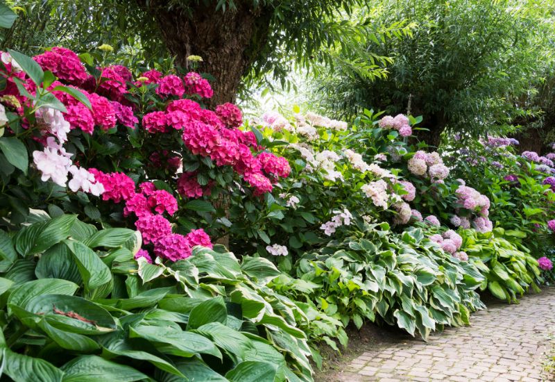 Choose Plants that Look Amazing with Your Hydrangea