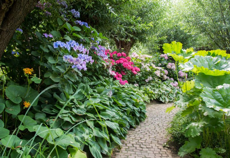 Choose a Plant That Loves Hydrangea's Growing Conditions