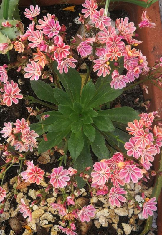 Cliff Maids (Lewisia cotyleidon)