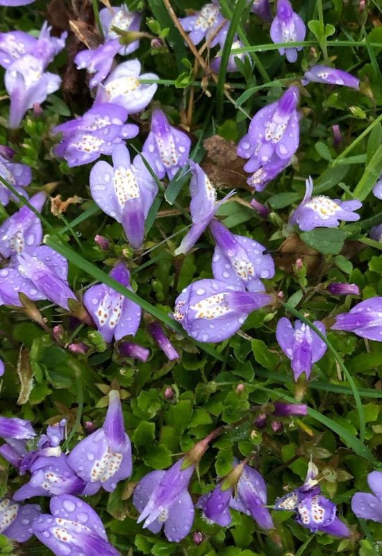 Creeping Mazus (Mazus reptans)