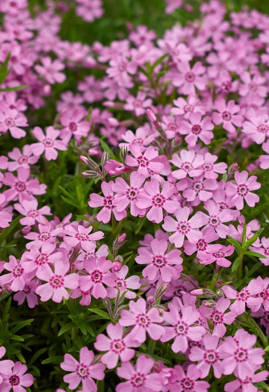 15 Enchanting Low-Growing Perennials to Beautify Your Garden Borders and Pathways 14 Creeping Phlox (Phlox subulata)