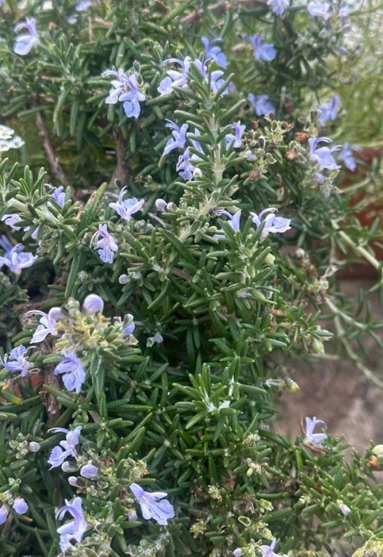 Creeping Rosemary (Rosmarinus officinalis prostratus)