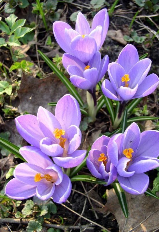 15 Enchanting Low-Growing Perennials to Beautify Your Garden Borders and Pathways 8 Crocus (Crocus spp.)