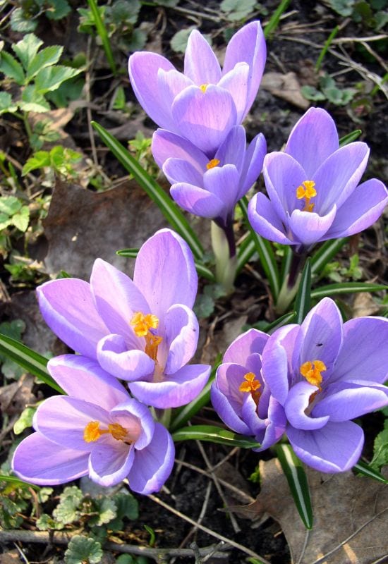 Crocus (Crocus spp.)