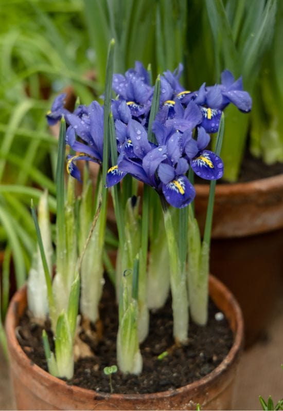 Dwarf Iris ‘Gordon’ (Iris reticulata ‘Gordon’)