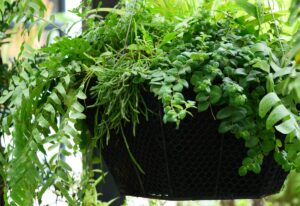 Evergreen Plant Varieties for Hanging Baskets