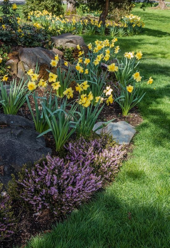 15 Enchanting Low-Growing Perennials to Beautify Your Garden Borders and Pathways 5 Frame The Flower Beds and Borders
