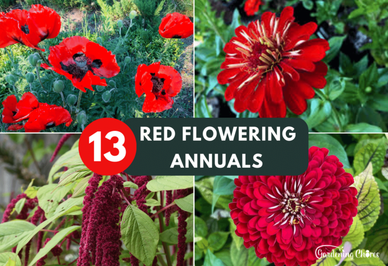 13 Gorgeous Red Flowering Annuals to Ignite Your Garden’s Beauty