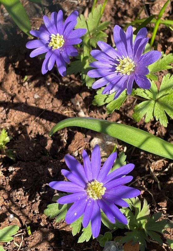 Grecian Windflower (Anemone blanda)