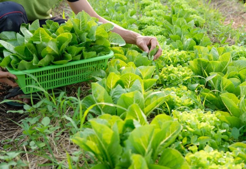 Harvesting Lettuce to Keep It Growing : 5 Essential Tips for a Longer Harvest
