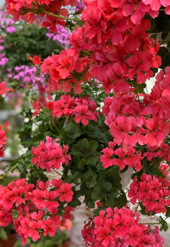 Ivy Geranium (Pelargonium peltatum)