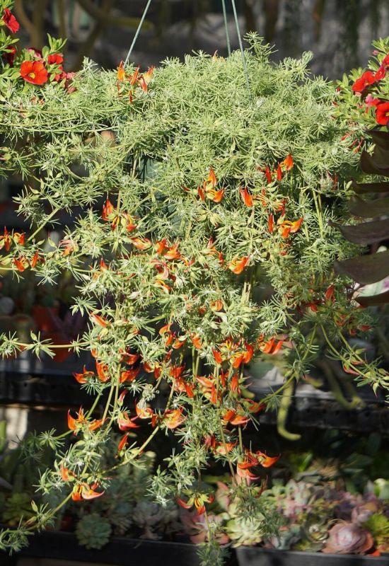Lotus Vine (Lotus maculatus)