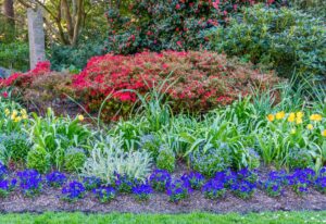 Low Growing Perennials to Beautify Your Garden Borders and Pathways