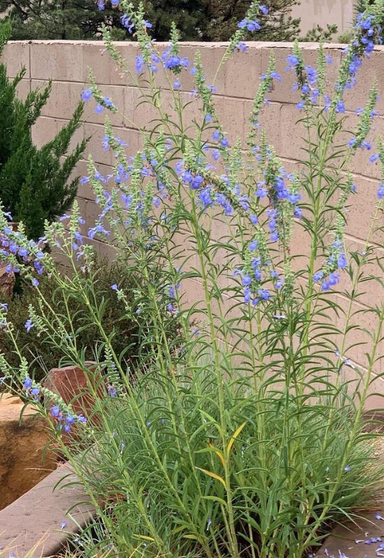 Pitcher Sage (Salvia azurea)
