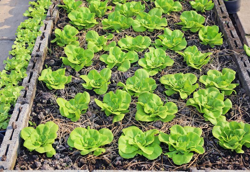 Plant Heat-resistant Lettuce Varieties