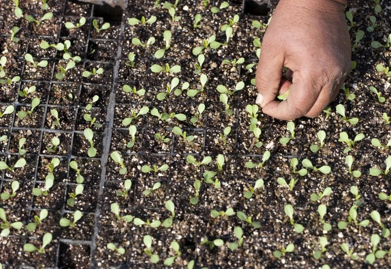 Plant Lettuce Seeds Every 2 Weeks