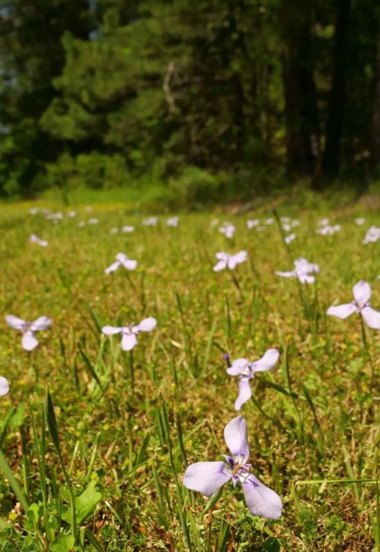 Prairie Nymph (Herbertialahue)