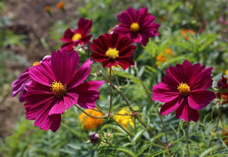 Red Cosmos