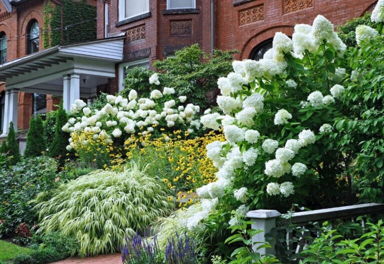15 Stunning Companion Plants to Pair with Hydrangeas to Bring Out the Best in Your Shrubs