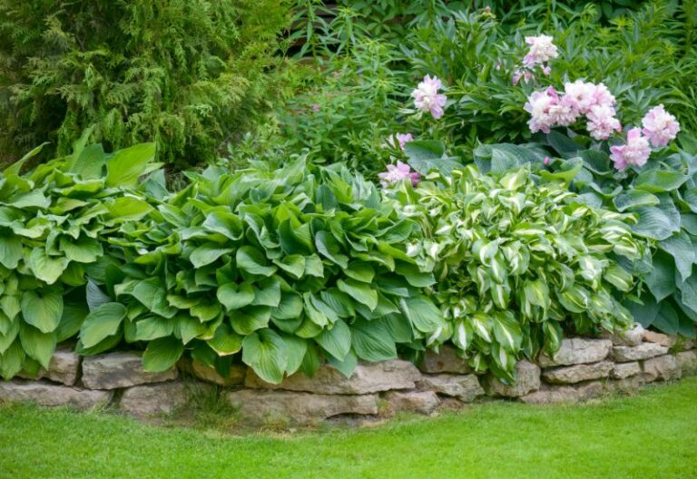 Showstopping Hosta Varieties That That Love Soaking Up the Rays