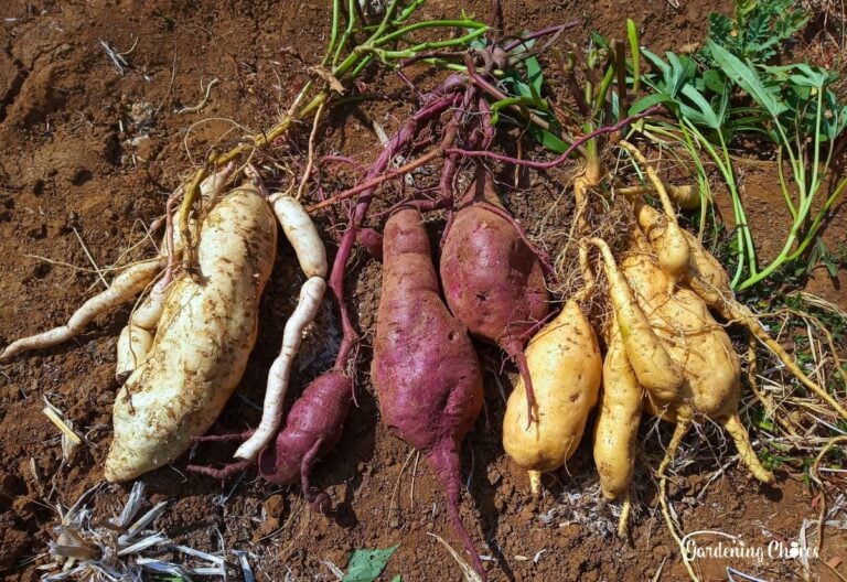 24 Sweet Potato Varieties You’ll Love to Grow in Your Backyard