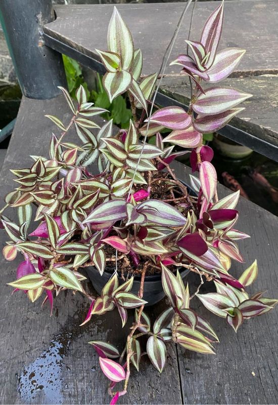 Wandering Jew (Tradescantia zebrina)