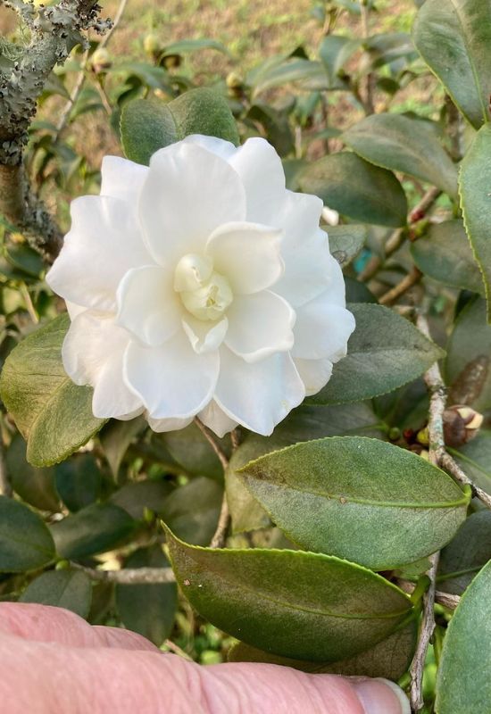 ‘Alba Plena’ Camellia (Camellia japonica ‘Alba Plena’)