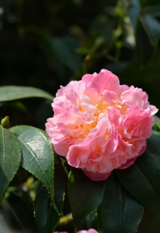 ‘Ballet Dancer’ Camellia (Camellia japonica ‘Ballet Dancer’)