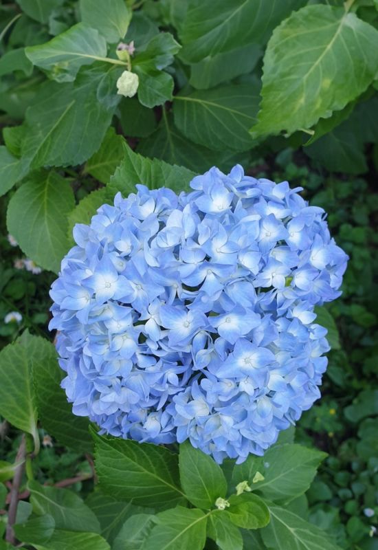 ‘Blue Heaven’ Bigleaf Hydrangea (Hydrangea macrophylla ‘Blue Heaven’)