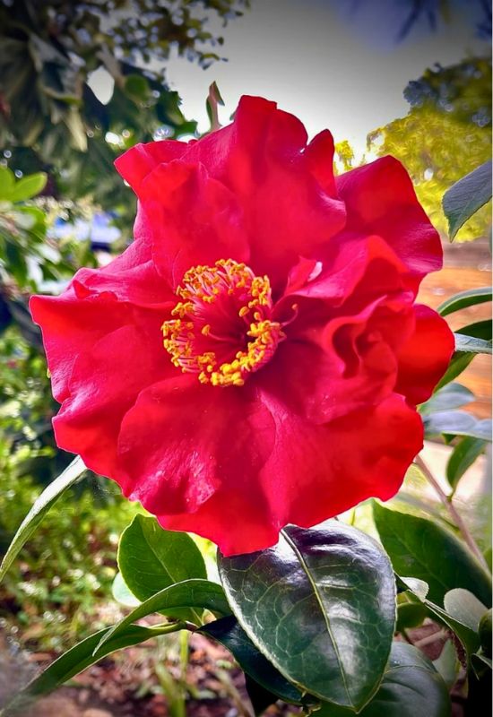‘Bob Hope’ Camellia (Camellia japonica ‘Bob Hope’)