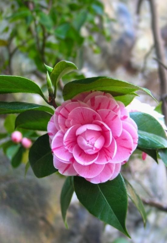 ‘Carter’s Sunburt’ Camellia (Camellia japonica ‘Carter’s Sunburnt’)