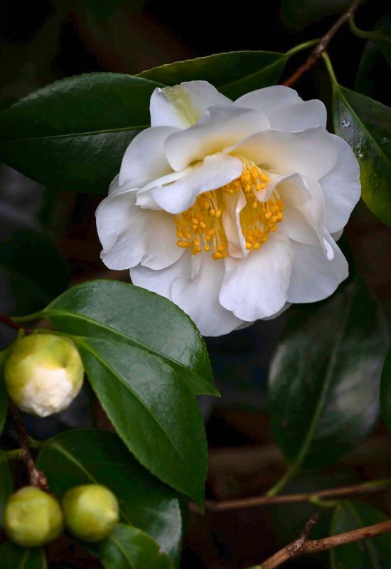 ‘China Clay’ Camellia (Camellia x williamsii ‘China Clay’)