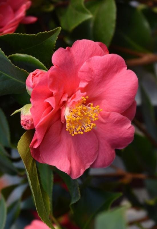 ‘Crimson King’ Camellia (Camellia sasamqua ‘Crimson King’)