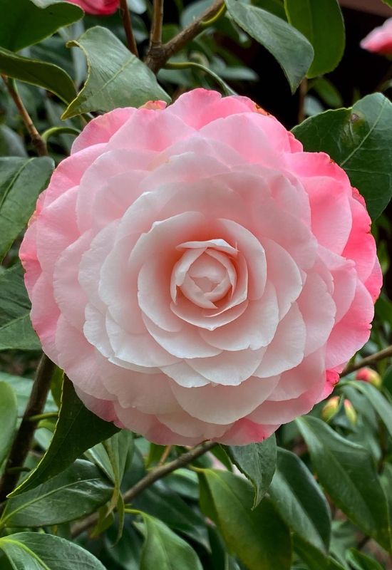 ‘Desire’ Camellia (Camellia japonica ‘Desire’)