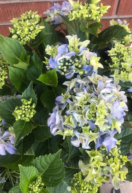 ‘Early Blue’ Bigleaf Hydrangea (Hydrangea marcophylla ‘Early Blue’)