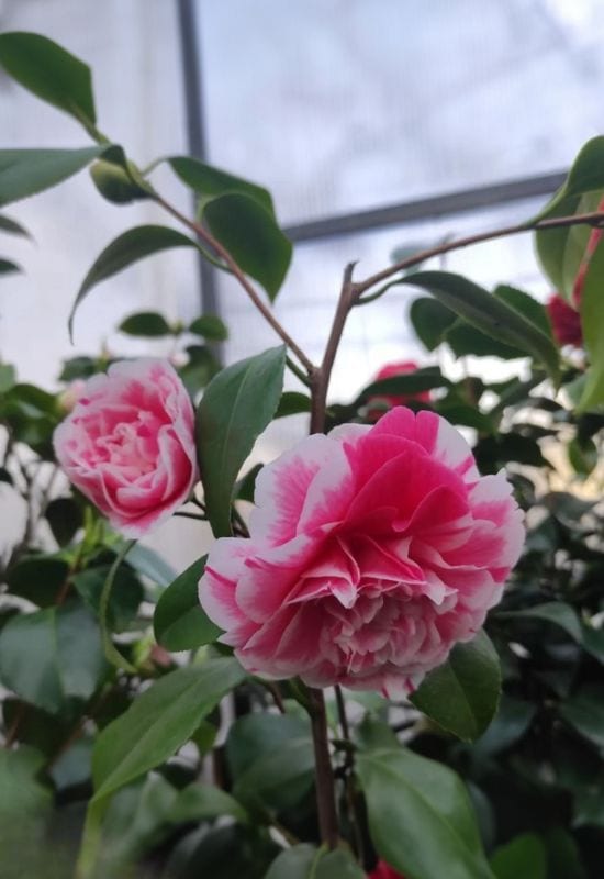‘Herme’ Camellia (Camellia japonica ‘Herme’)
