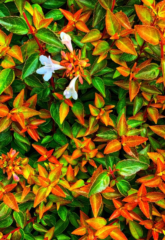 ‘Kaleidoscope’ Glossy Abelia (Abelia x grandiflora ‘Kaleidoscope’)