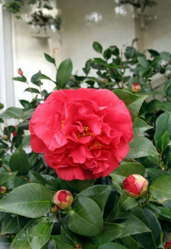 ‘Karmer’s Supreme’ Camellia (Camellia japonica ‘Karmer’s Supreme’)