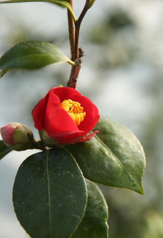 ‘Korean Fire’ Camellia (Camellia japonica ‘Korean Fire’)
