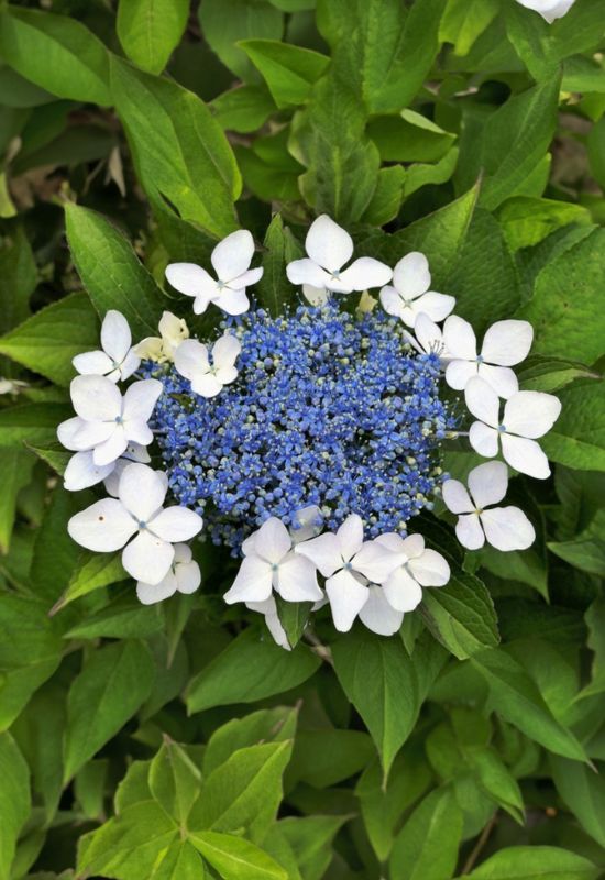 ‘Lanarth White’ Lacecap Hydrangea (Hydrangea macrophylla ‘Lanarth White’)