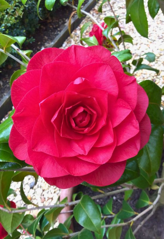 ‘Les Jury’ Camellia (Camellia x williamsii ‘Les Jury’)