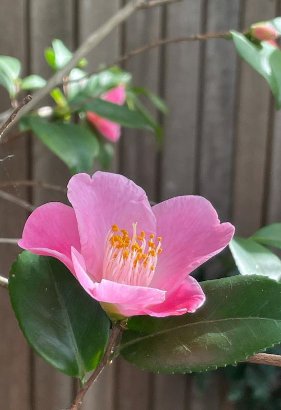 ‘Minato No Akebono’ Camellia (Camellia x lutchuensis ‘Minato No Akebono’)