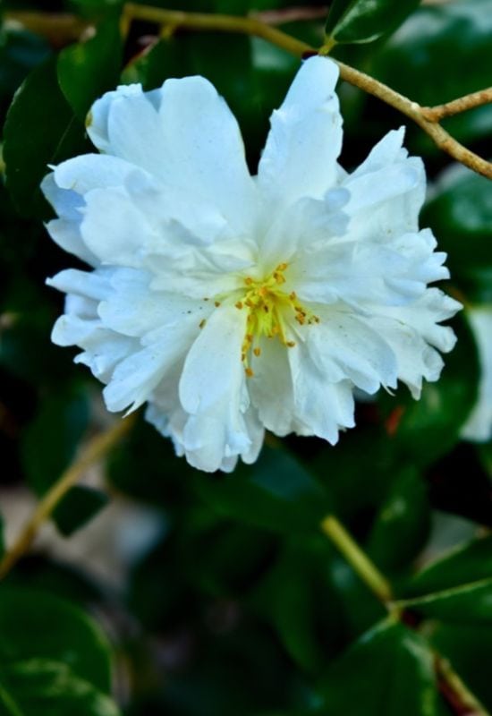 ‘Mine-No-Yuki’ Camellia (Camellia sasanqua ‘Mine-No-Yuki’)