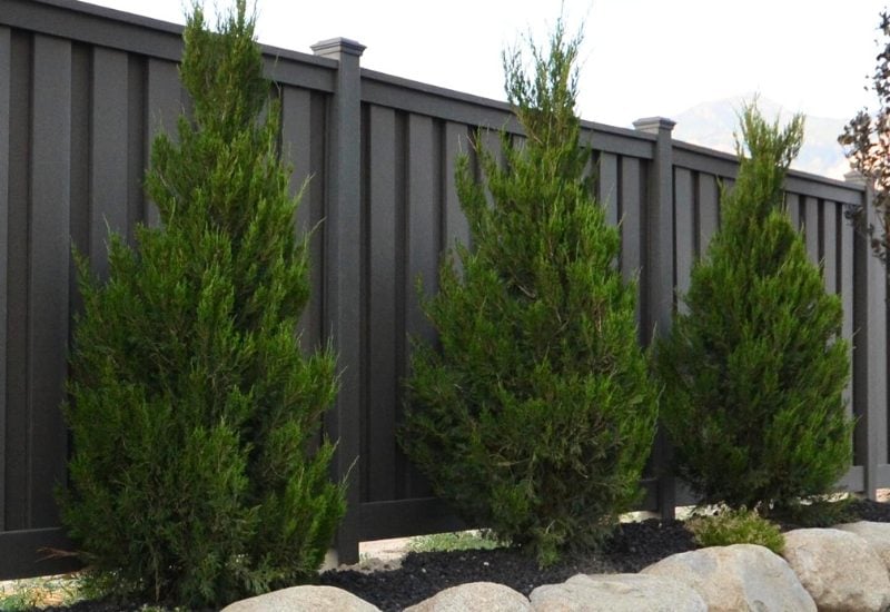 ‘Spartan’ Chinese Juniper (Juniperus chinensis ‘Spartan’)