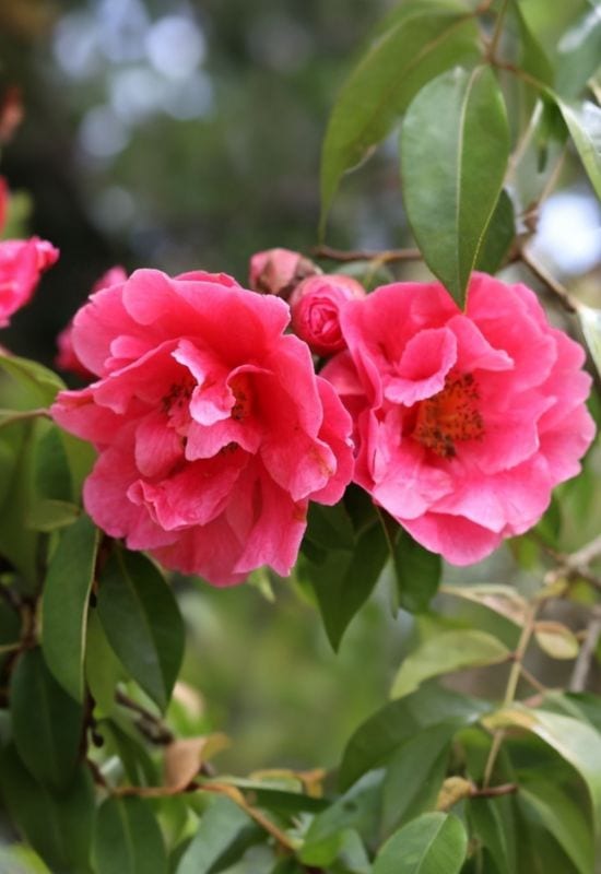 ‘Spring Frill’ Camellia (Camellia oleifera x vernalis‘Spring Frill’)