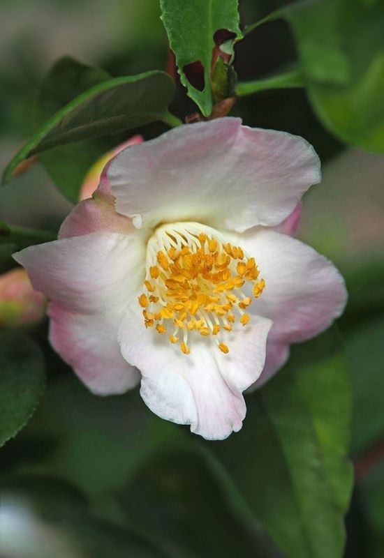 ‘Spring Mist’ Camellia (Camellia x lutchuensis ‘Spring Mist’)