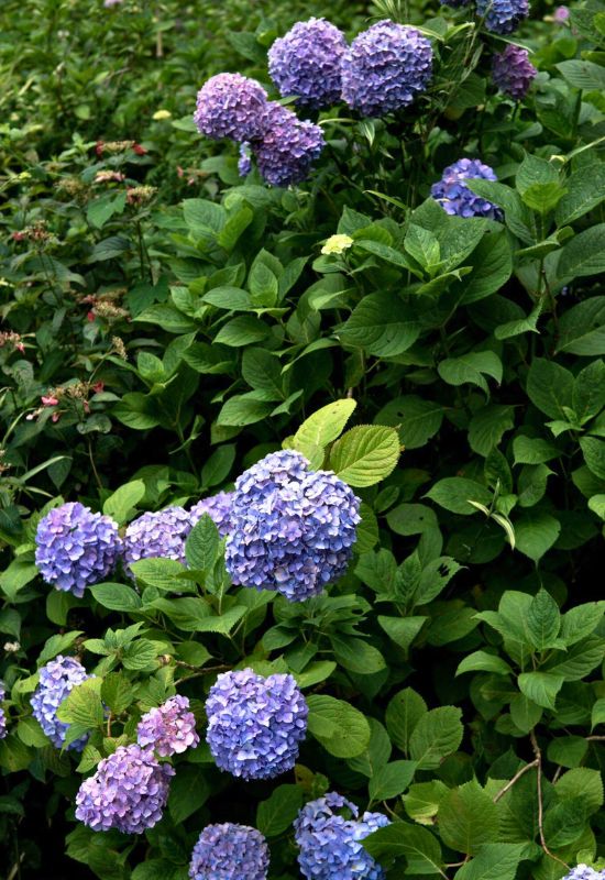 ‘Summer Beauty’ Bigleaf Hydrangea (Hydrangea macrophylla ‘Summer Beauty’)